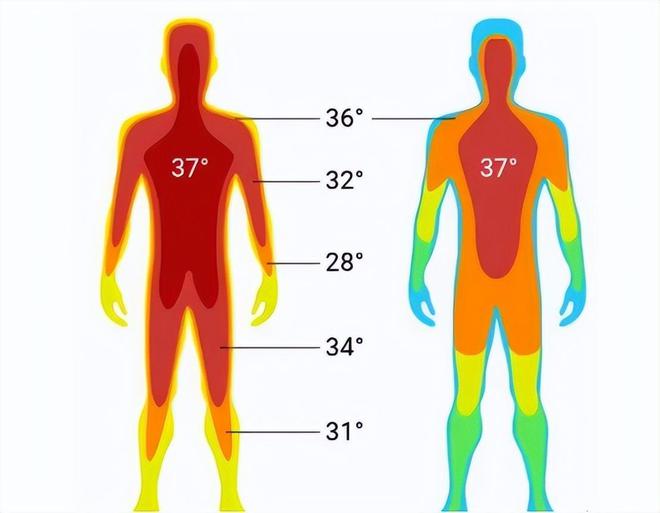 体温37℃成历史：体温越低免疫力越差？体永利app手机版官网温降低意味什么？(图3)